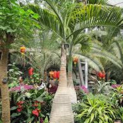 Bottle Palm Fruit Tree Manufacturer & Supplier in India